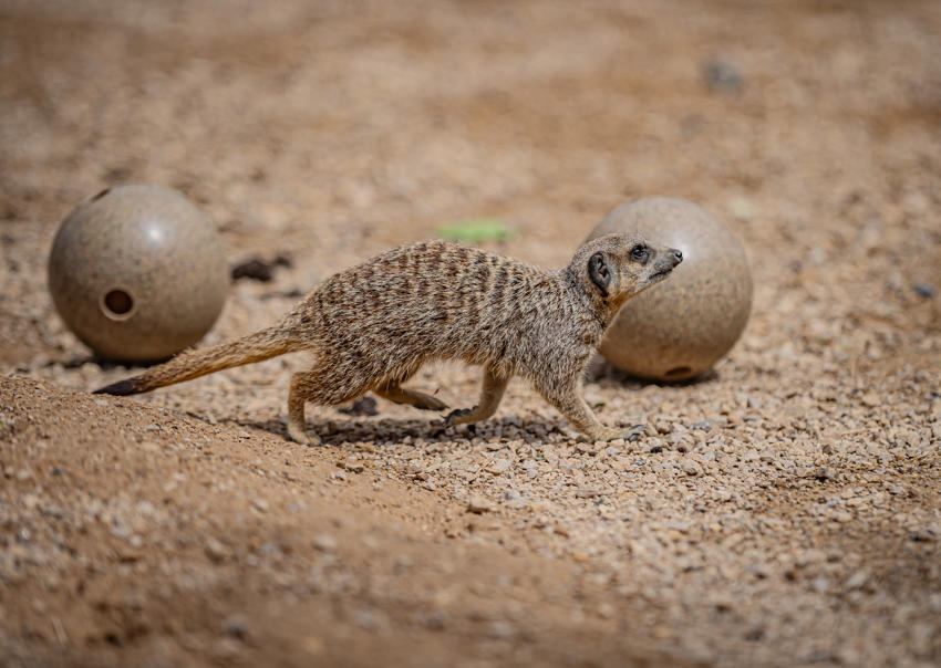 Meerkat Experience 028