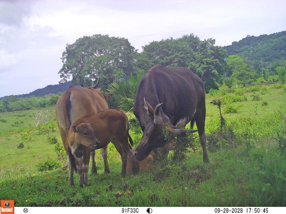Date Unknown Banteng Camera Trap Credit Alas Purwo