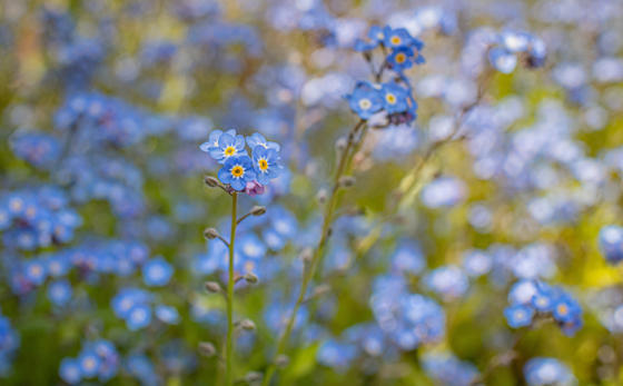 Chester Zoo Becomes First UK Zoo To Gain Botanical Garden Status Wildflower Area