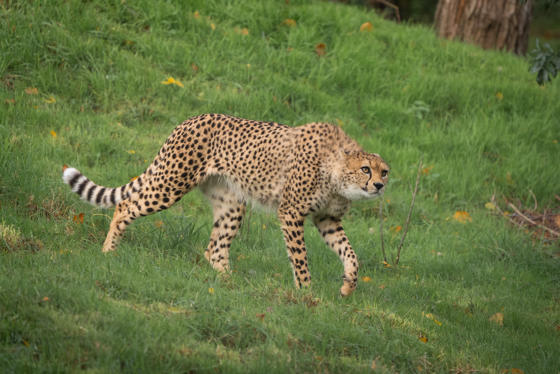 Rare Northeast African Cheetah Brothers Arrive At Chester Zoo To Help Save Their Species From Extinction12