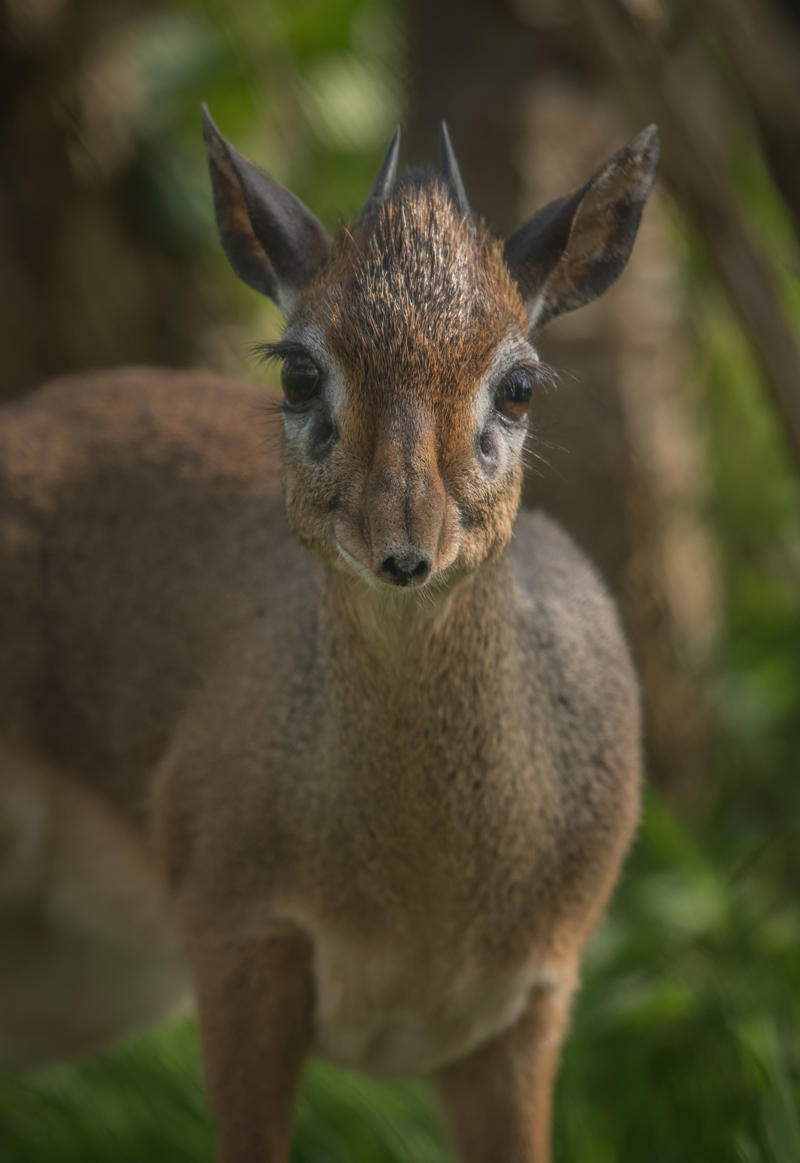 Kirk's dik-dik at Chester Zoo