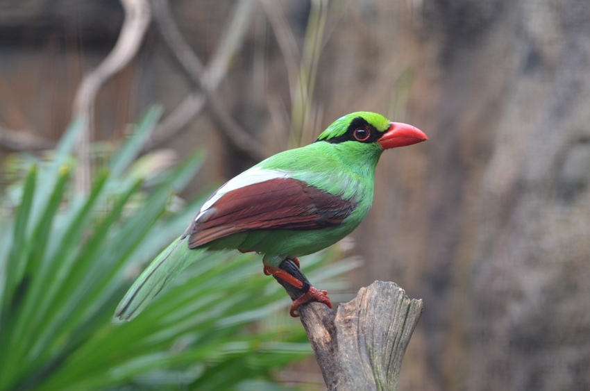 Javan green magpie perched on a branch