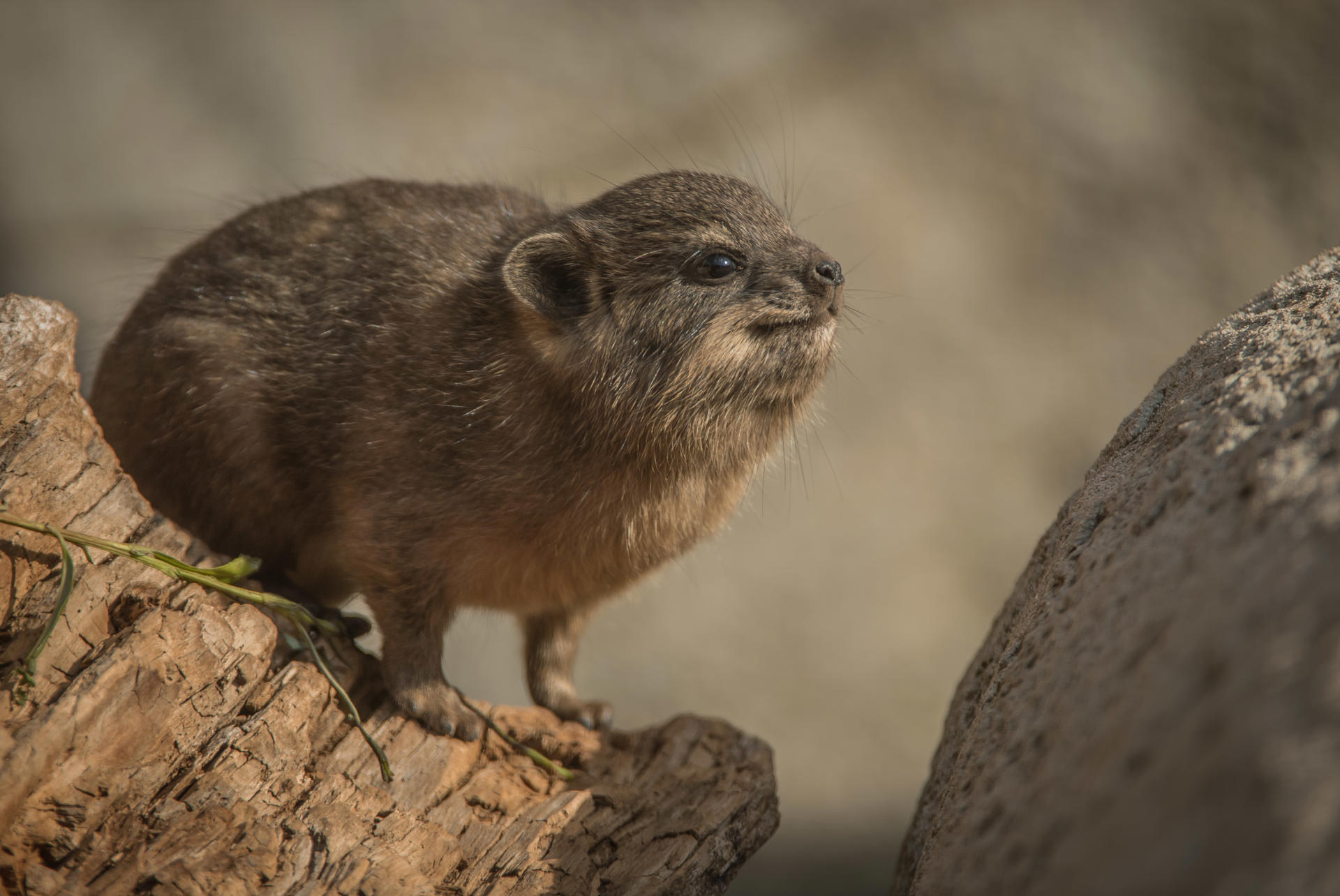Rock Hyrax 2