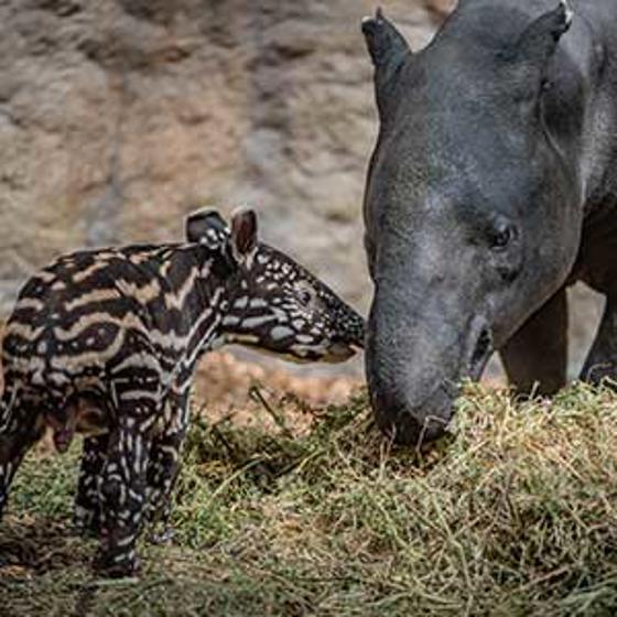 Malayan Tapir With Mum Small Gallery Image