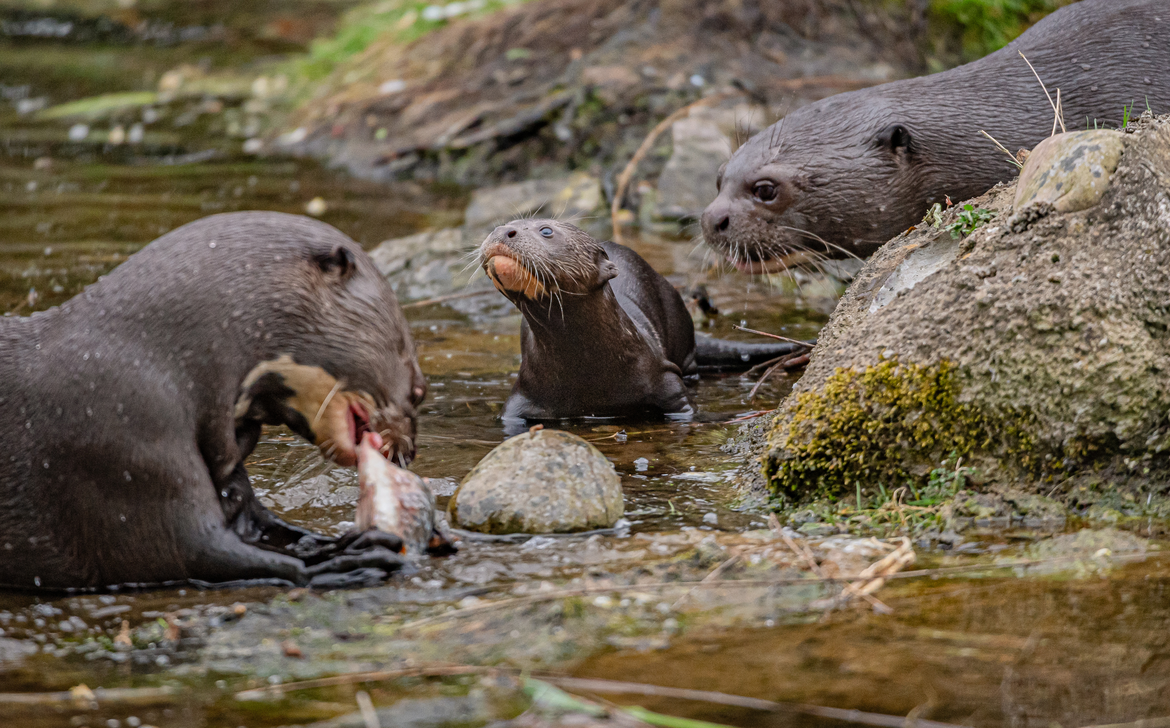 Three Giant Otter Pups Born At Chester Zoo Make A Splash During Their First Adorable Swimming Lessons (2)