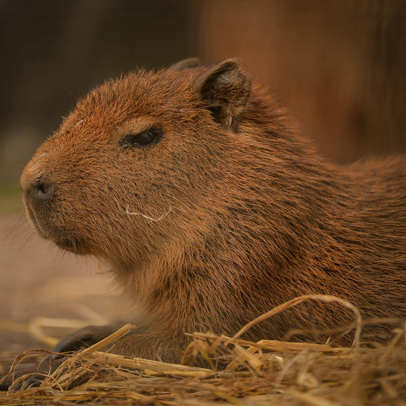 Capybara In The Zoo 3