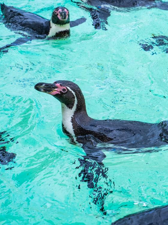 Penguins