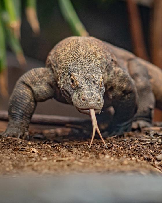 Komodo Dragon (6)