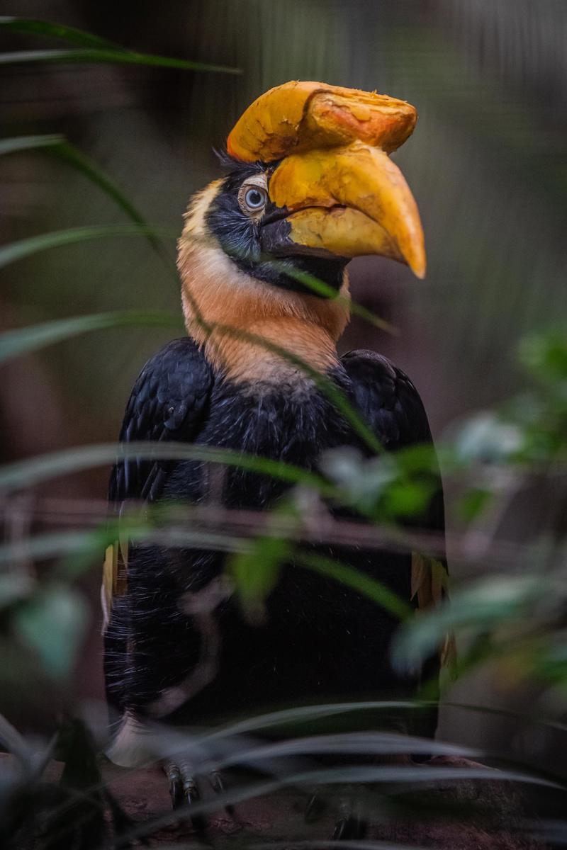 Great hornbill at Chester Zoo