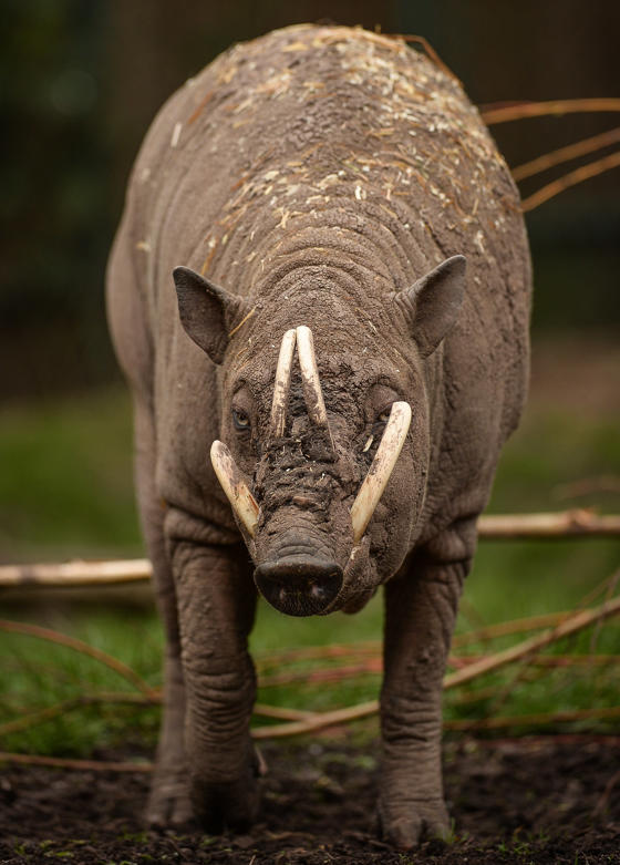 Babirusa 1