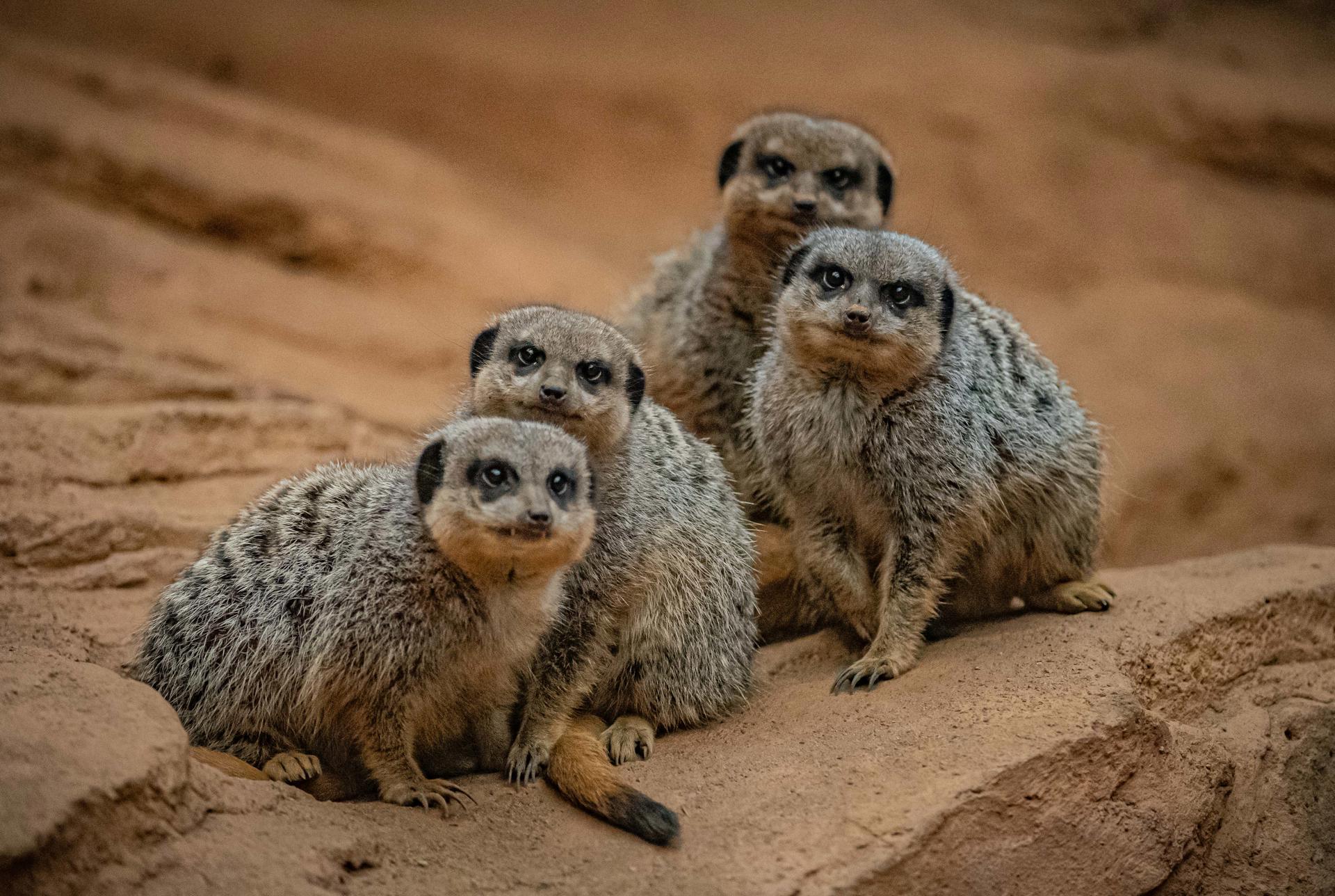 Meerkat 002