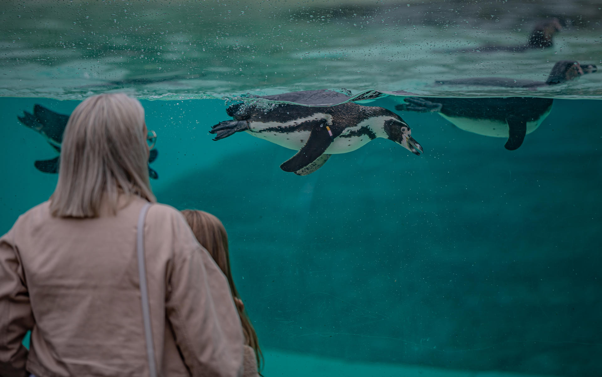 Penguin Breakfast 007