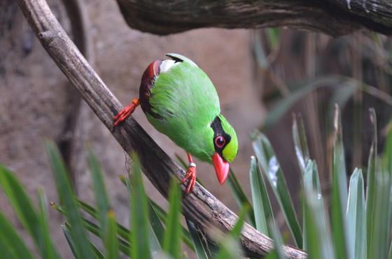 Chester Zoo And Partners Create Plan To Save Javan Green Magpie (1)