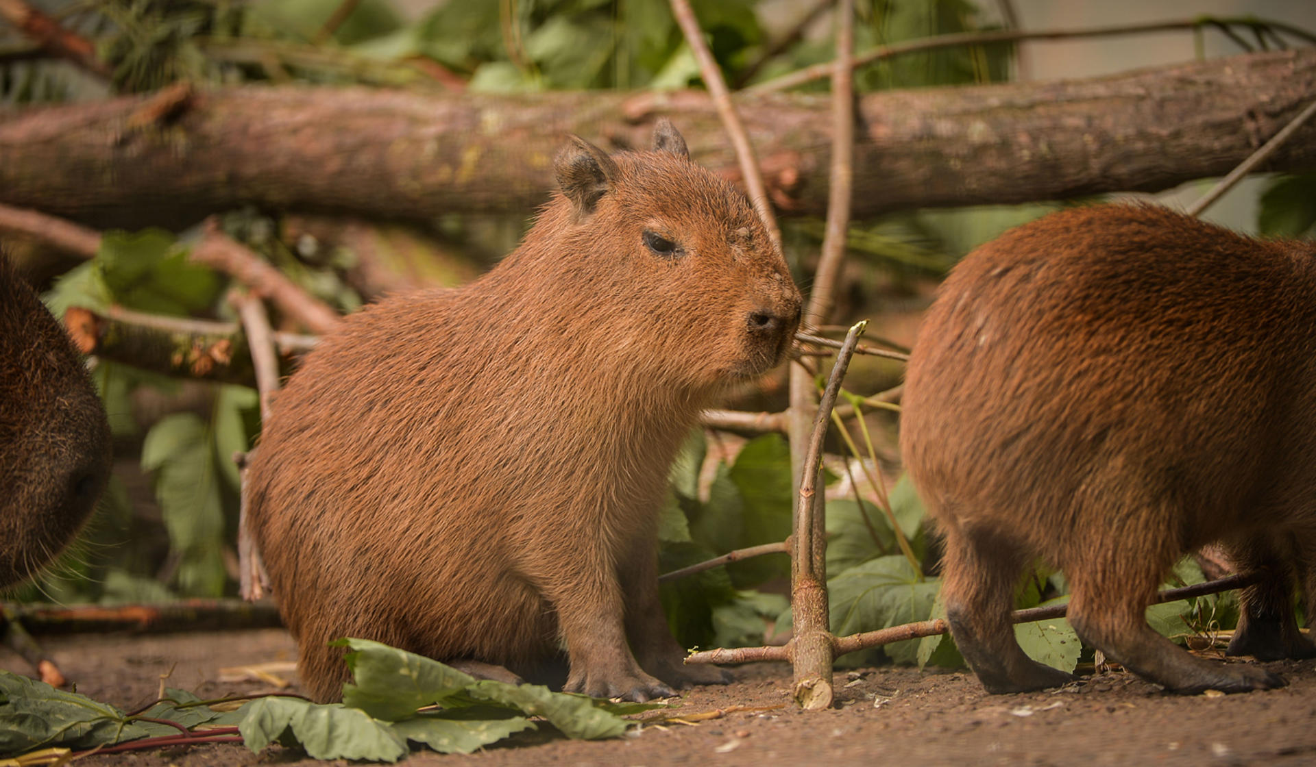 Capybara In The Zoo 2