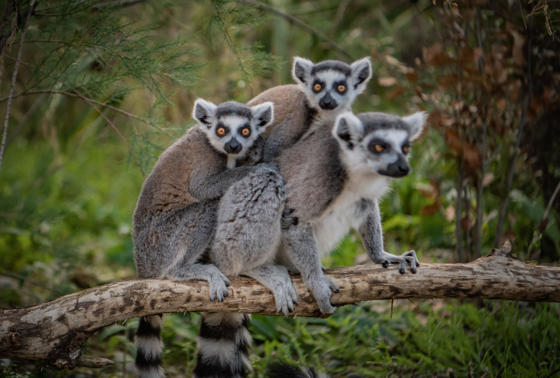 Ring Tailed Lemur 5