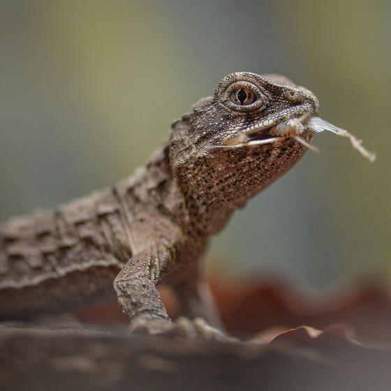 Tuatara 6