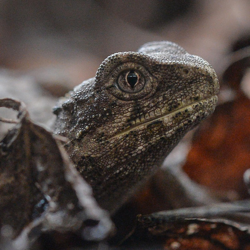Tuatara at Chester Zoo