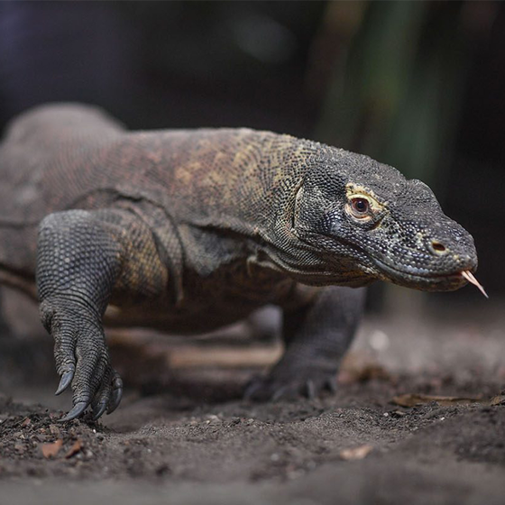 Komodo Dragon