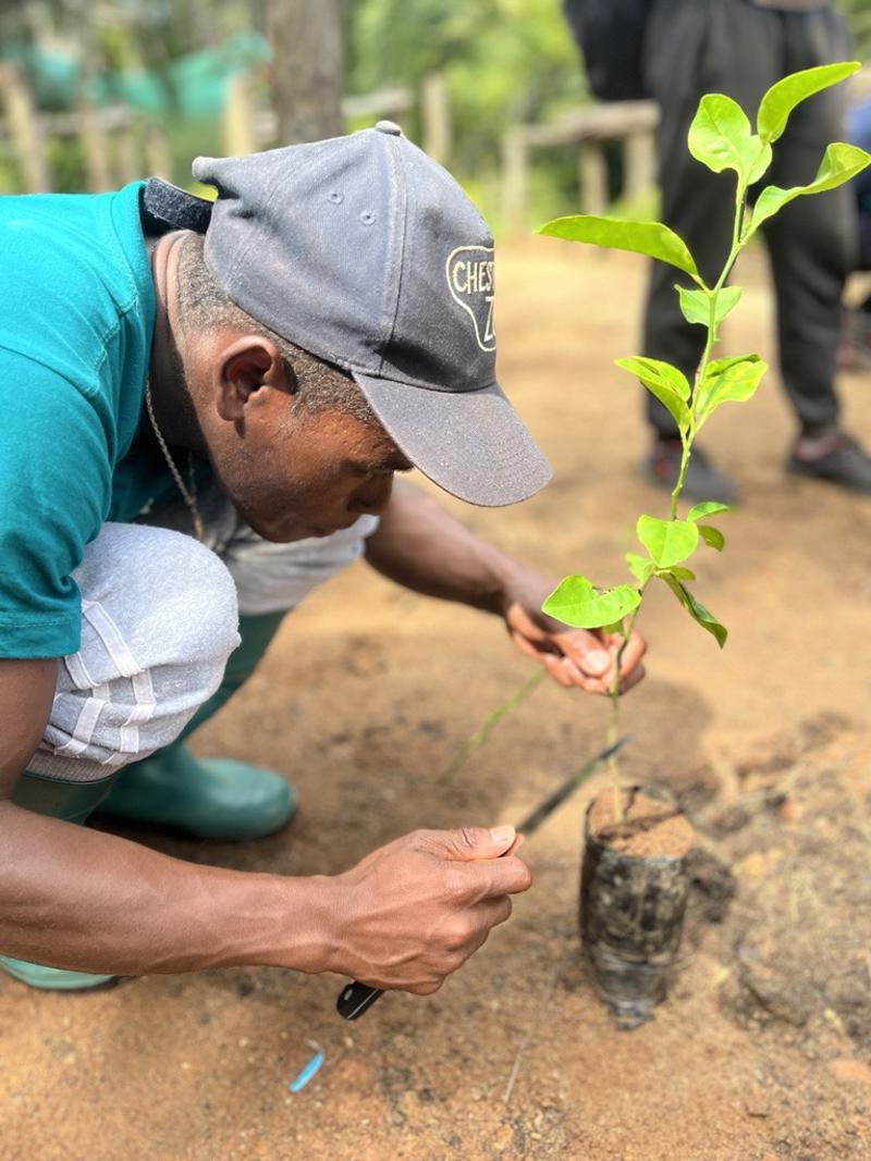A man in a Chester Zoo hat crouching to take cuttings from a seedling