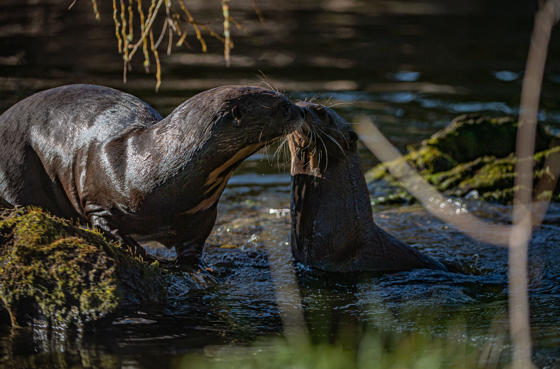 Otters 11