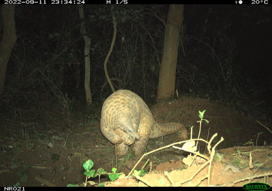 Copy Of Copy Of Giant Pangolins In Uganda Chester Zoo Selected (3)