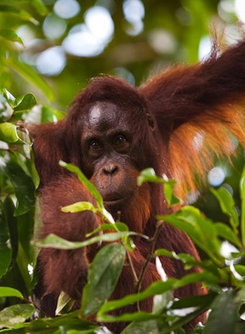 Bornean Orangutan In Borneo (C) Chester Zoo (1)