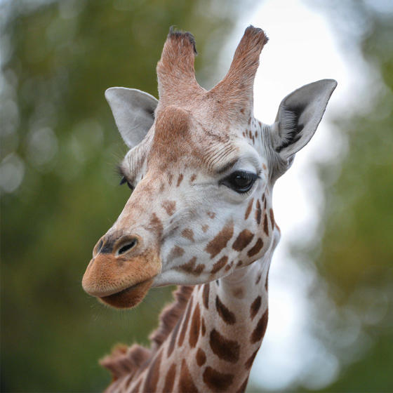 Rothchilds Giraffe At The Zoo SQUARE