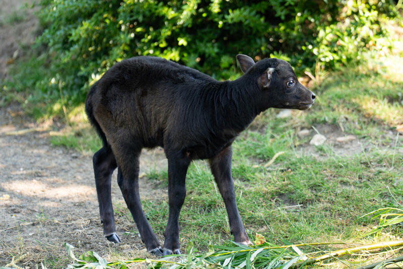 At Just Two Weeks Old, The Female Anoa Calf Has Stepped Outside Of Her Den For The Very First Time10