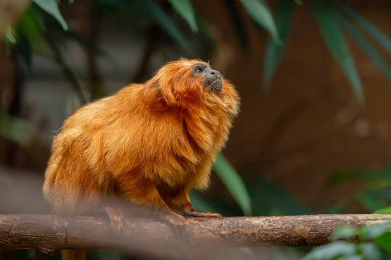 Highly Endangered Golden Lion Tamarins George And Leaf Make Their Debuts At Chester Zoo8