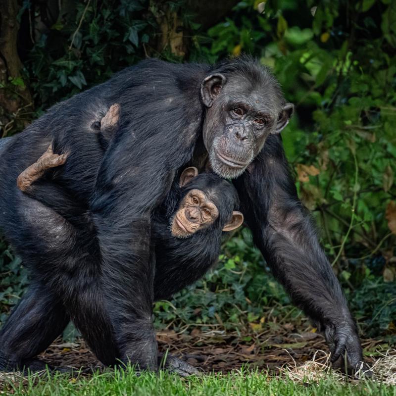 Chimpanzee 6
