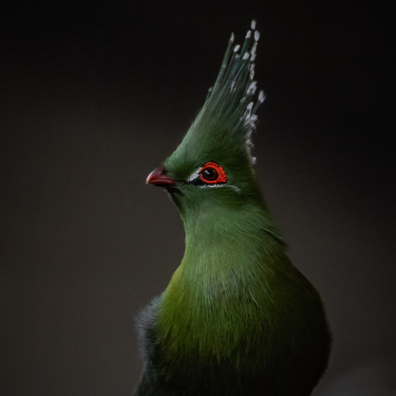Turaco SQUARE