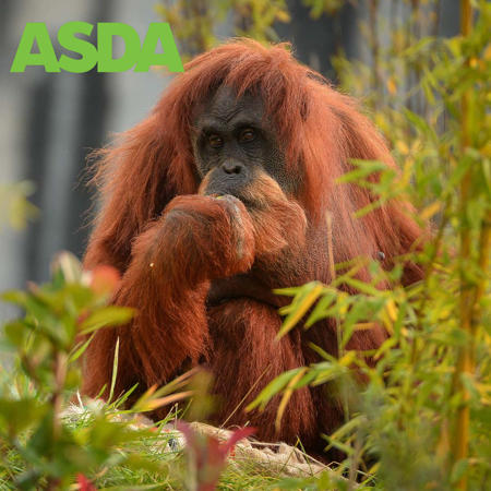 Asda Orangutan SQUARE