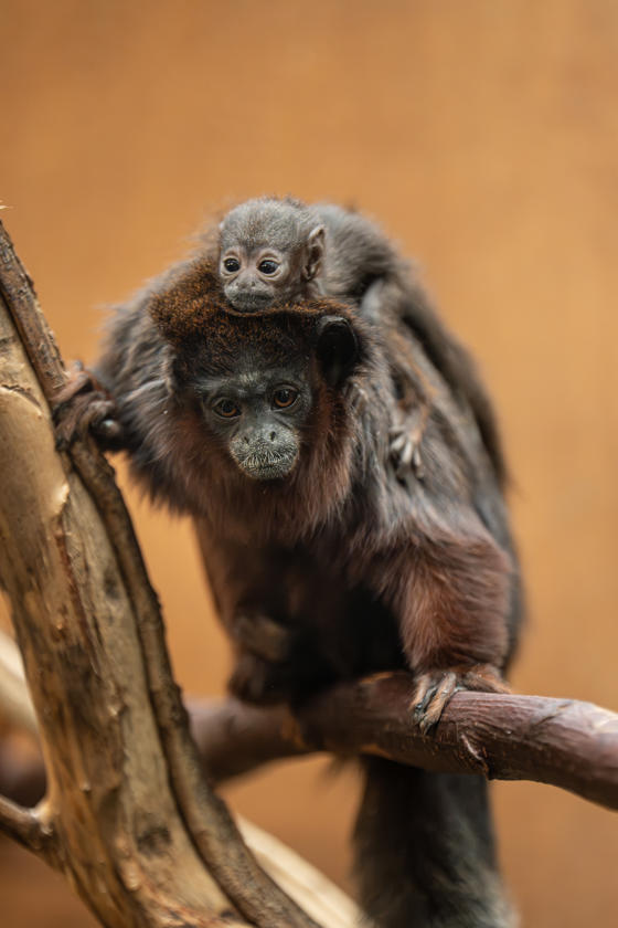 A Rare Coppery Titi Monkey Is The First Of Its Kind To Ever Be Born At Chester Zoo23