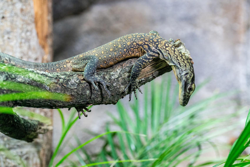 Baby Komodo Dragon