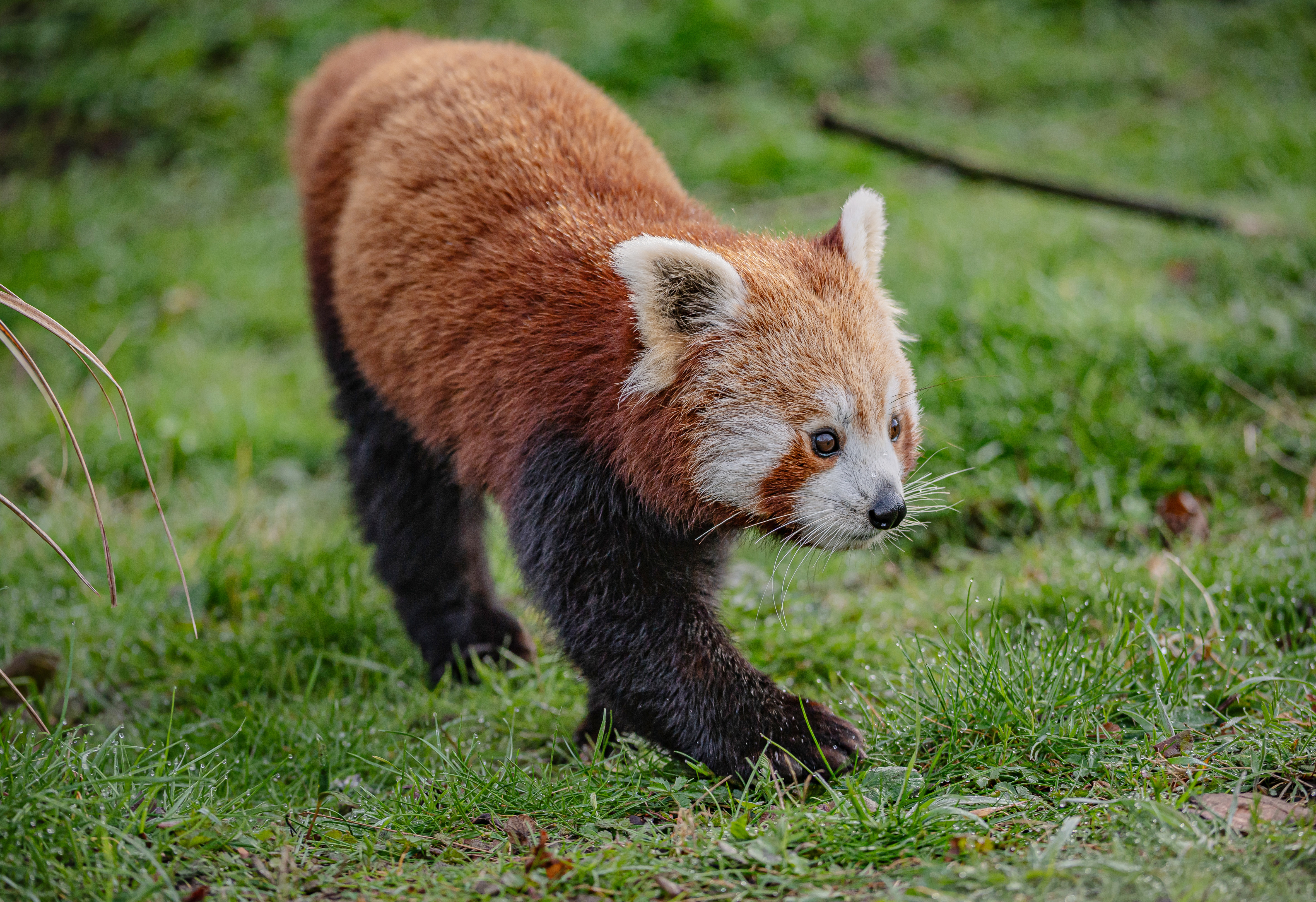 Akashi The Red Panda Has Arrived At Chester Zoo To Help Safeguard Her Species From Extinction 6
