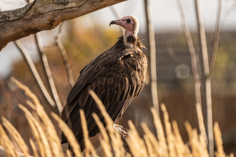 Hooded Vulture New Pair 2026 3