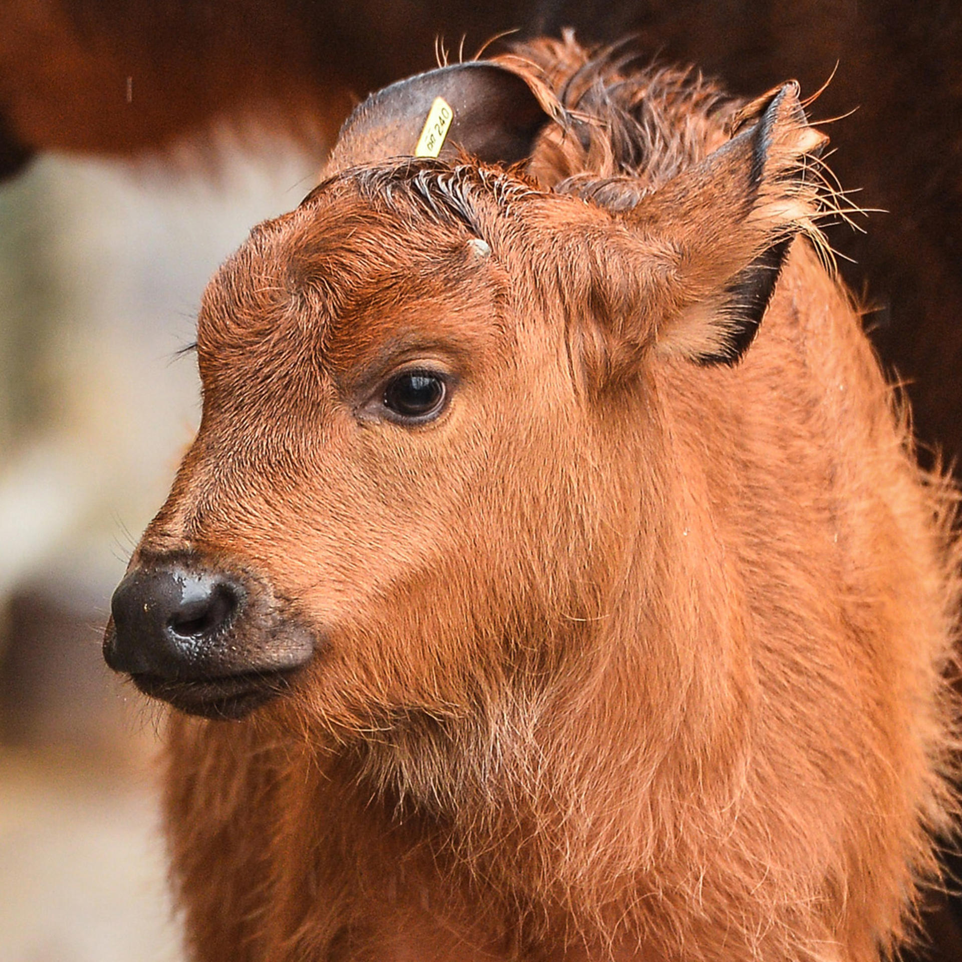 Congo Buffalo 3