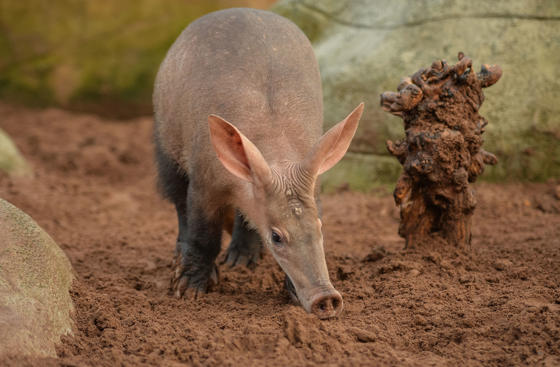 Aardvark 3