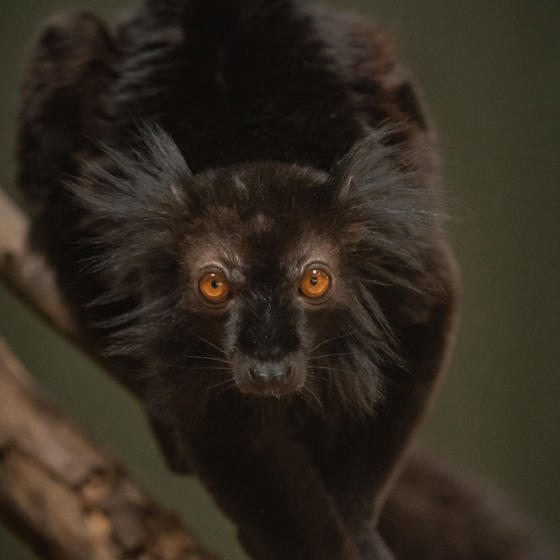 Black Lemur 5