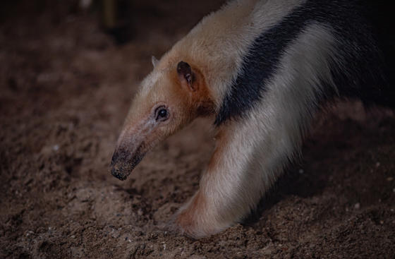Tamandua 1