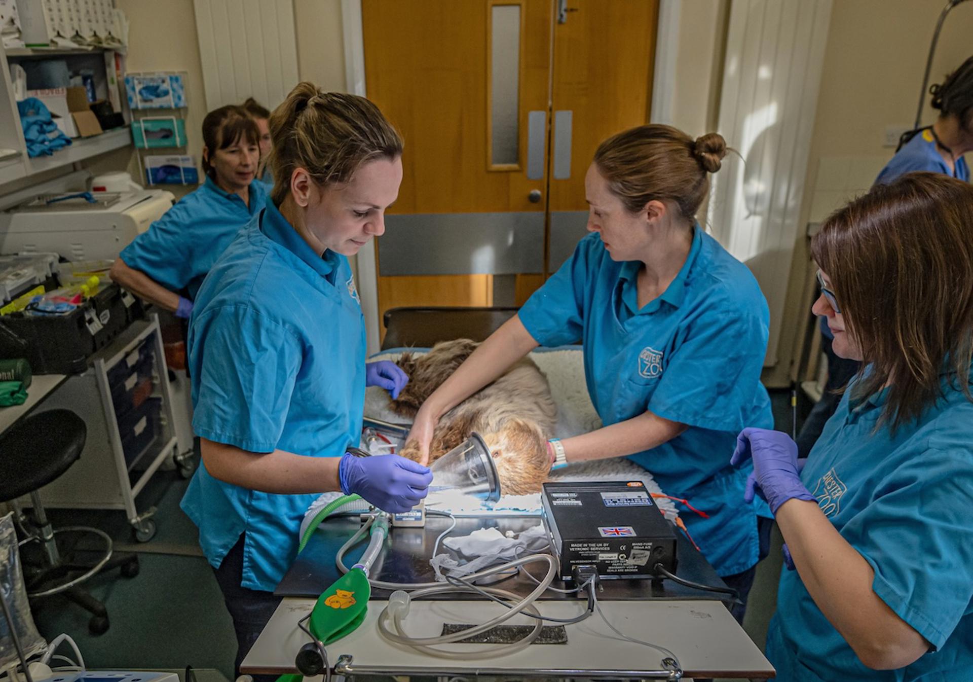 A Two Toed Sloth Has Undergone Pioneering Dental Surgery At Chester Zoo To Cure Toothache1