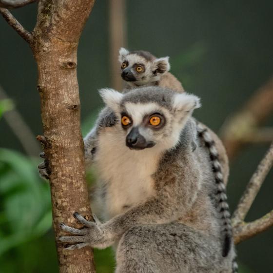 Ring Tailed Lemur 6