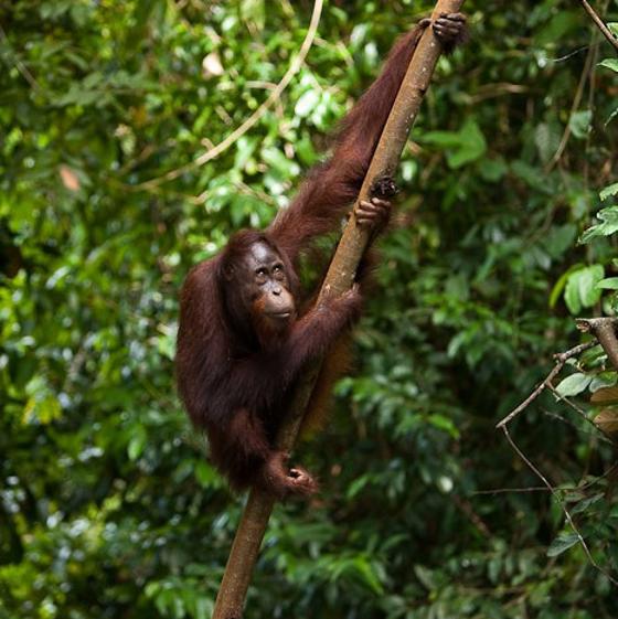 Bornean Orangutan In Borneo (C) Chester Zoo (2)