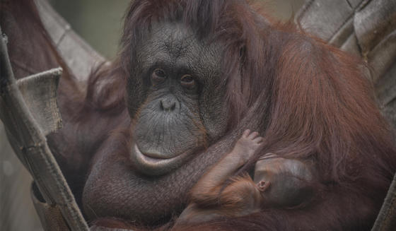 Bornean Orangutan In The Zoo