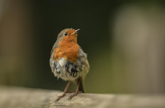 Robin At Chester Zoo