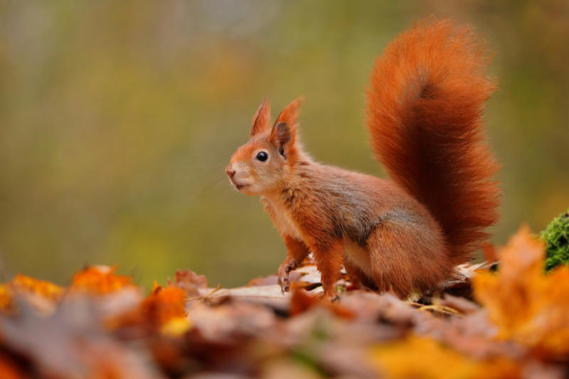 Red Squirrel