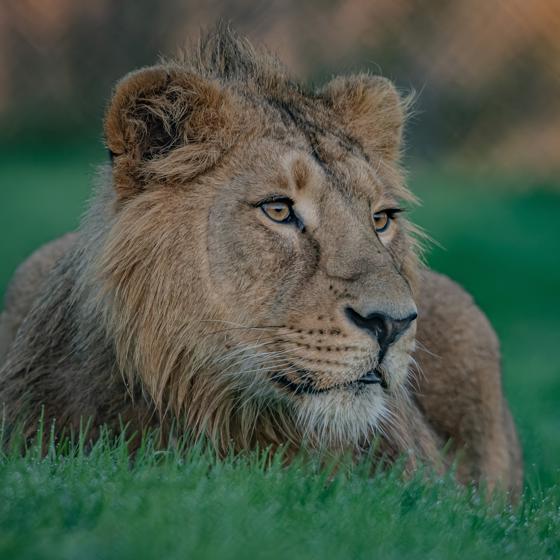 Asiatic Lion, Nilay (1)