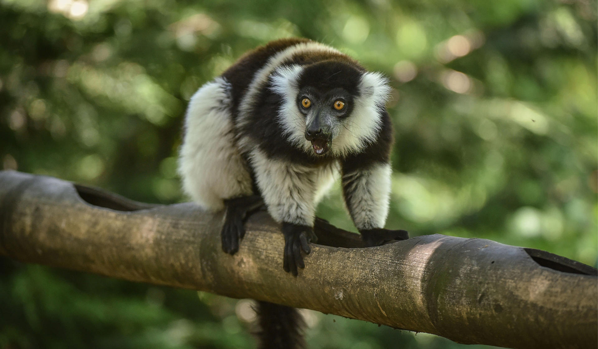White Belted Ruffed Lemur In The Zoo Desktop