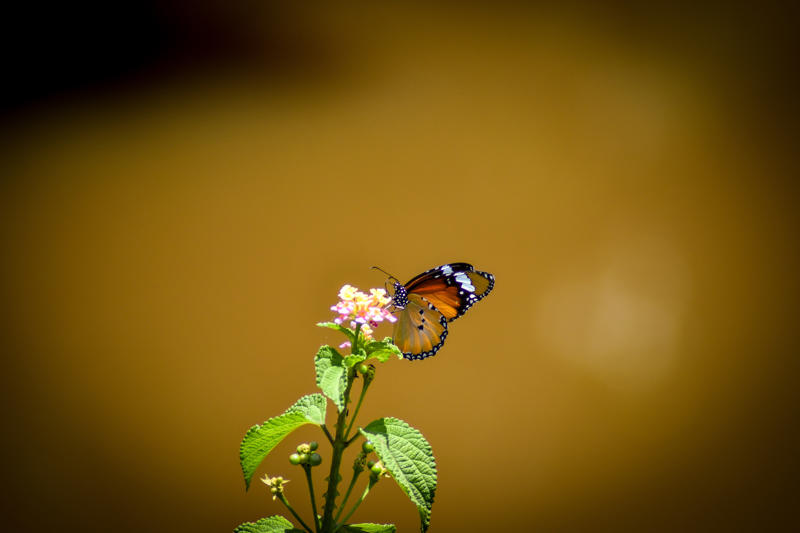 Biggest Madagascar Butterfly Survey Taking Place (Copyright Chester Zoo) Species Danaus Chrysippus (1)