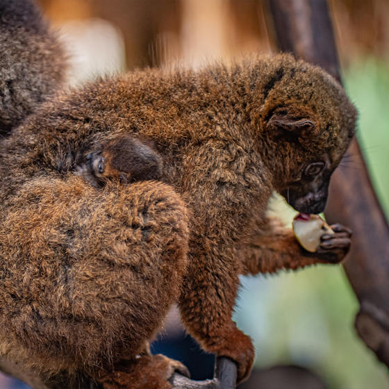 Red Bellied Lemur 5